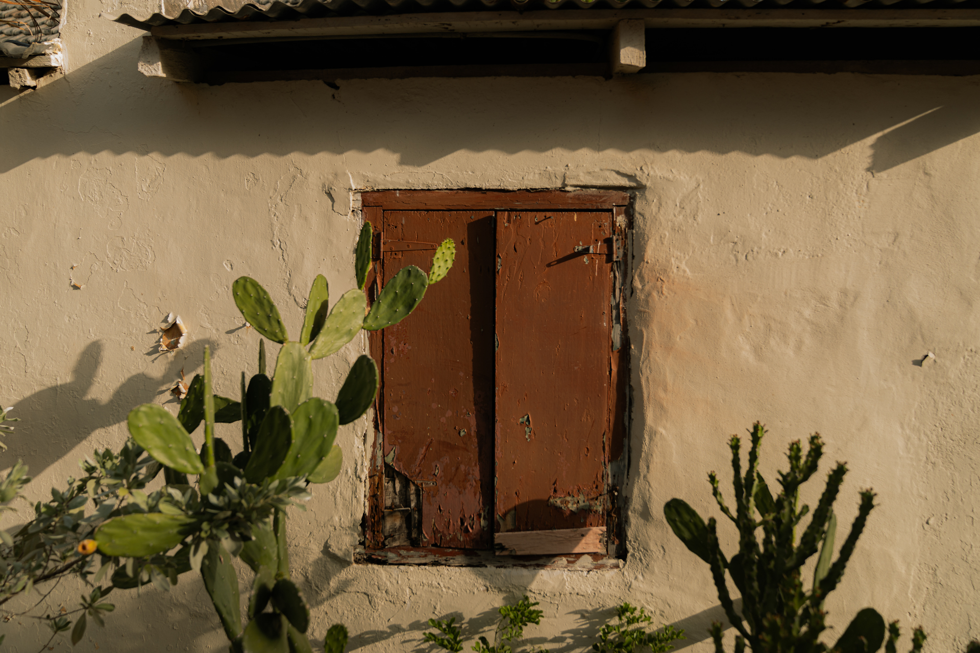 Sunlit cacti against a weathered stucco wall with rust-red shutters — THE DEPARTURE, Tuesday